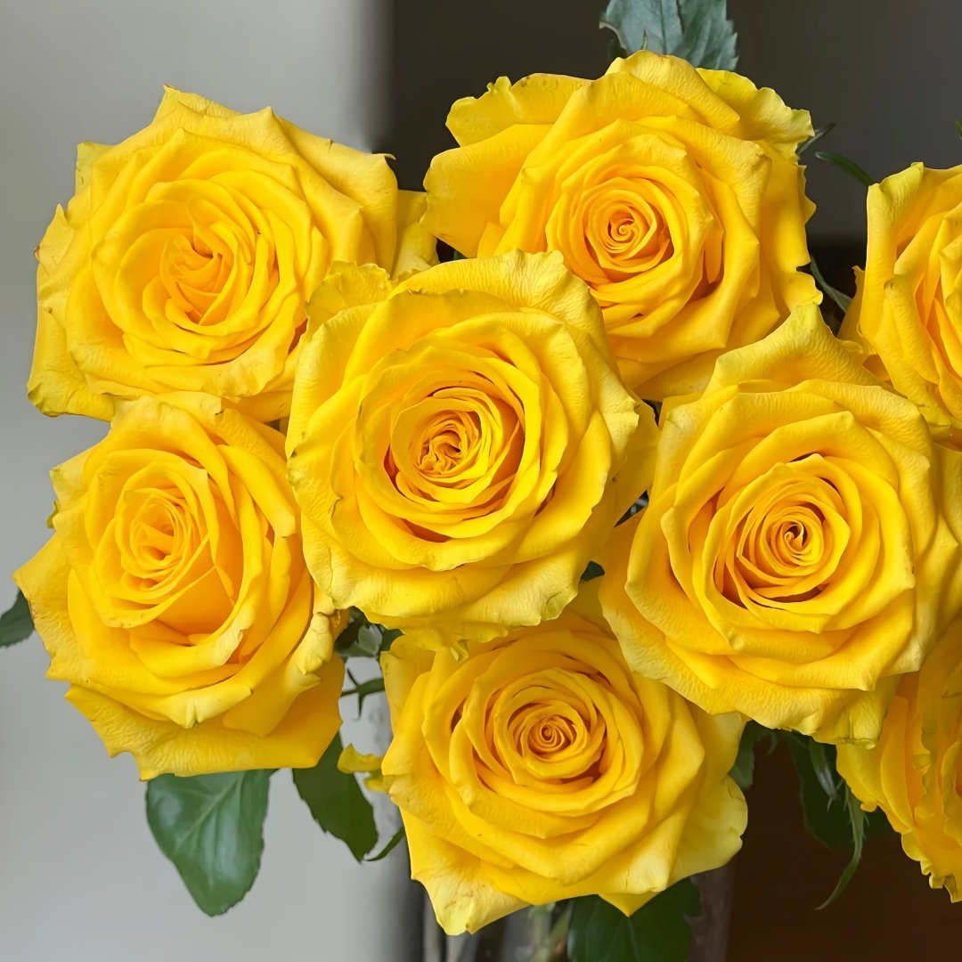 Yellow Breeze Rose Plant｜黄色布雷茨 image 0