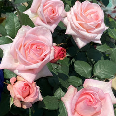 Pink O‘Hara Rose Plant|粉荔枝 image 3
