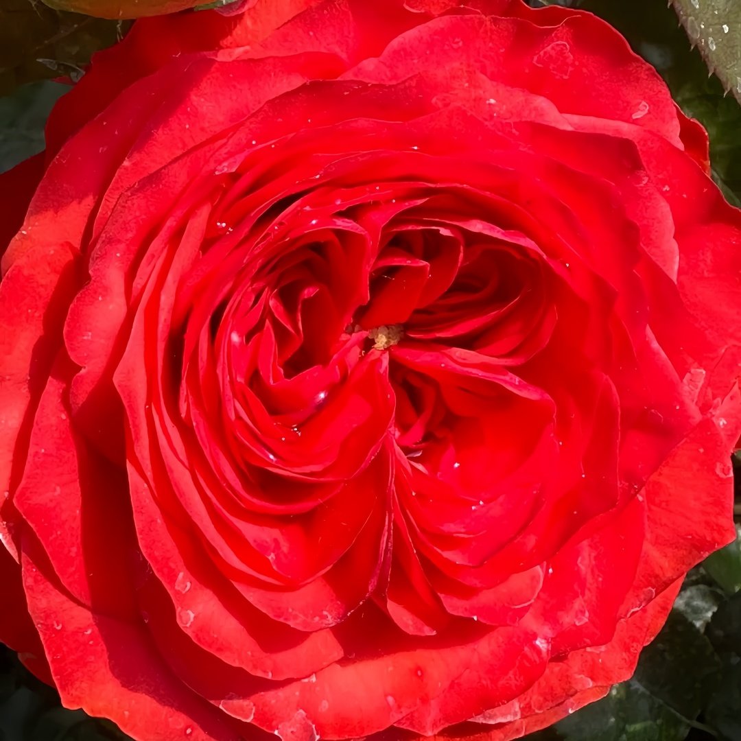 Bromo Rose Plant｜布罗莫 image 2