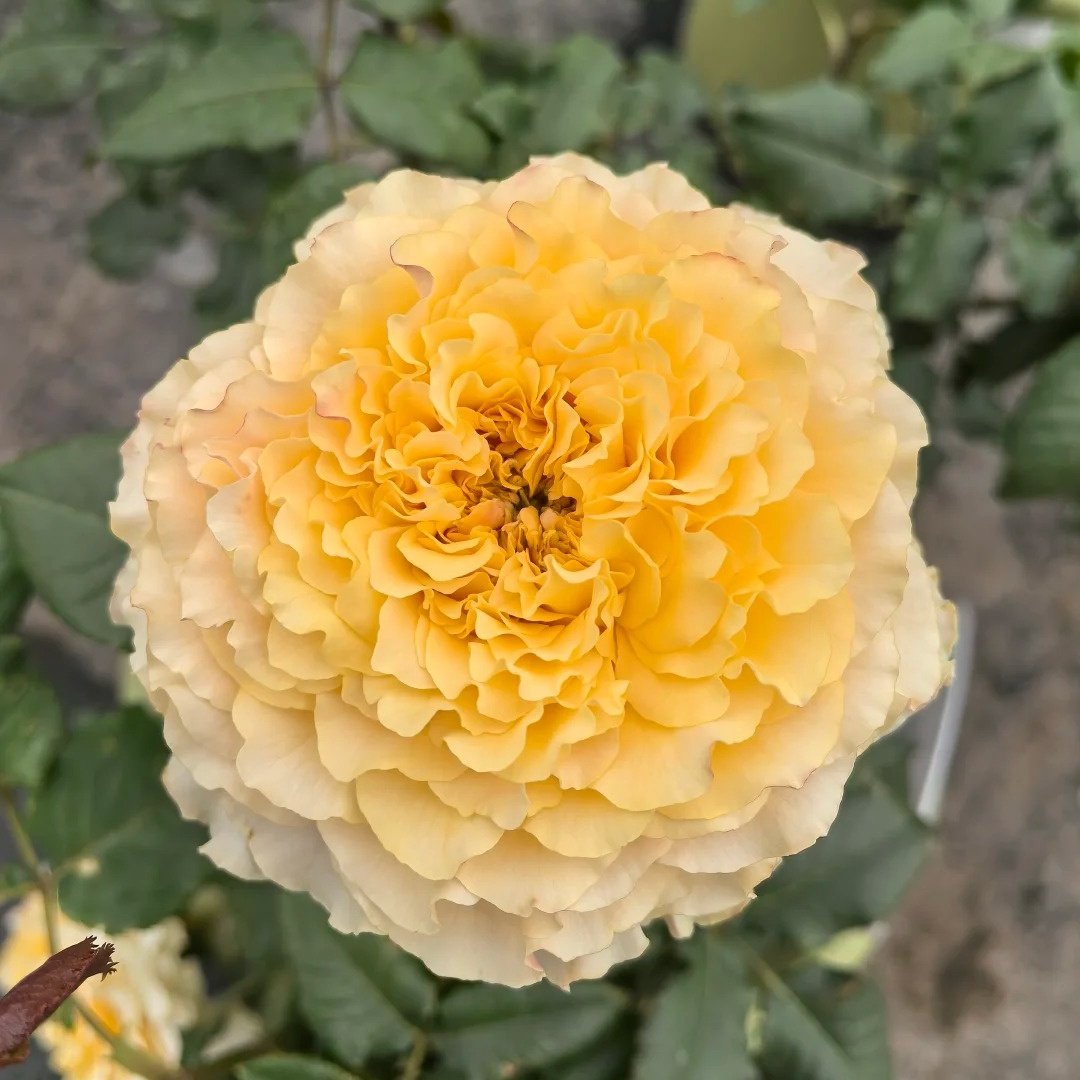 La Campanella Rose Plant｜橙色舞裙 image 8