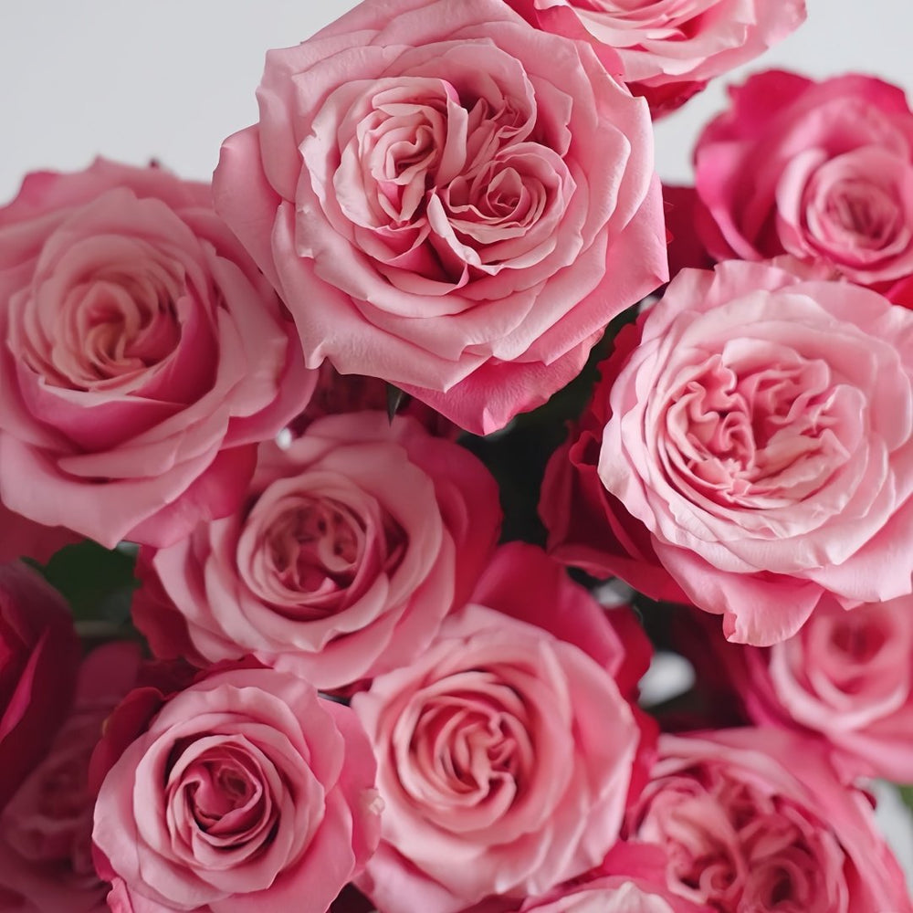 Alter Ego Rose Plant|闺蜜 image 4