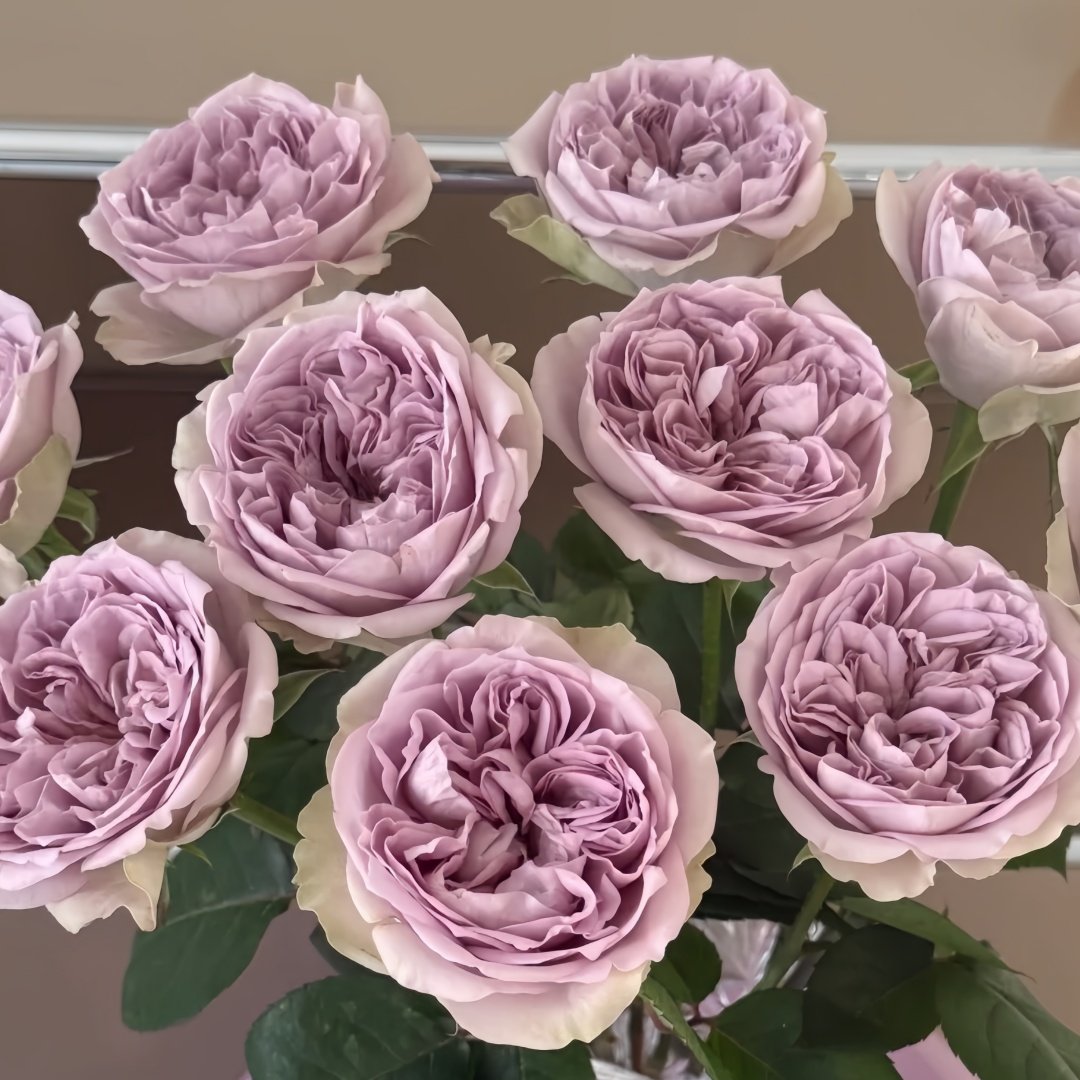 Villa Lila Rose Plant|莉拉别墅 image 3