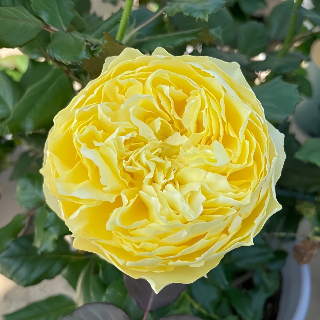 Hiyoko Rose Plant|小黄鸡 image 2