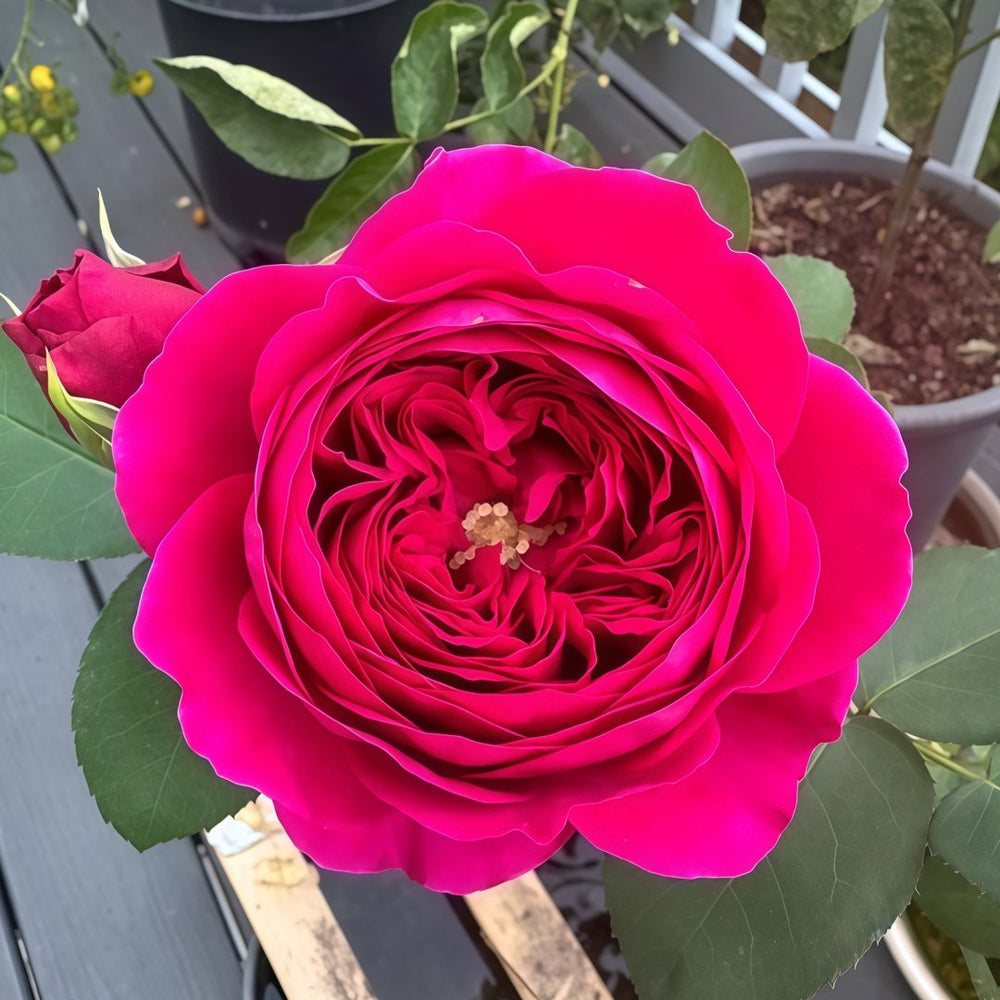 Darcey Rose Plant | 达西 image 3