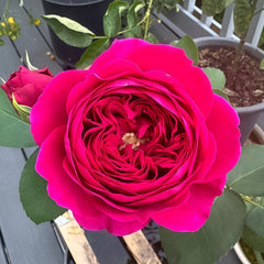 Darcey Rose Plant | 达西 image 3