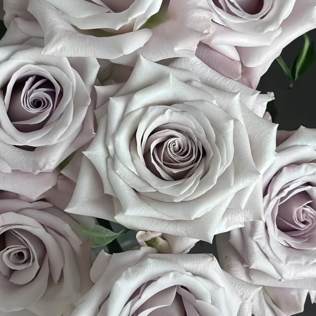 Menta Rose Plant | 曼塔 image 7