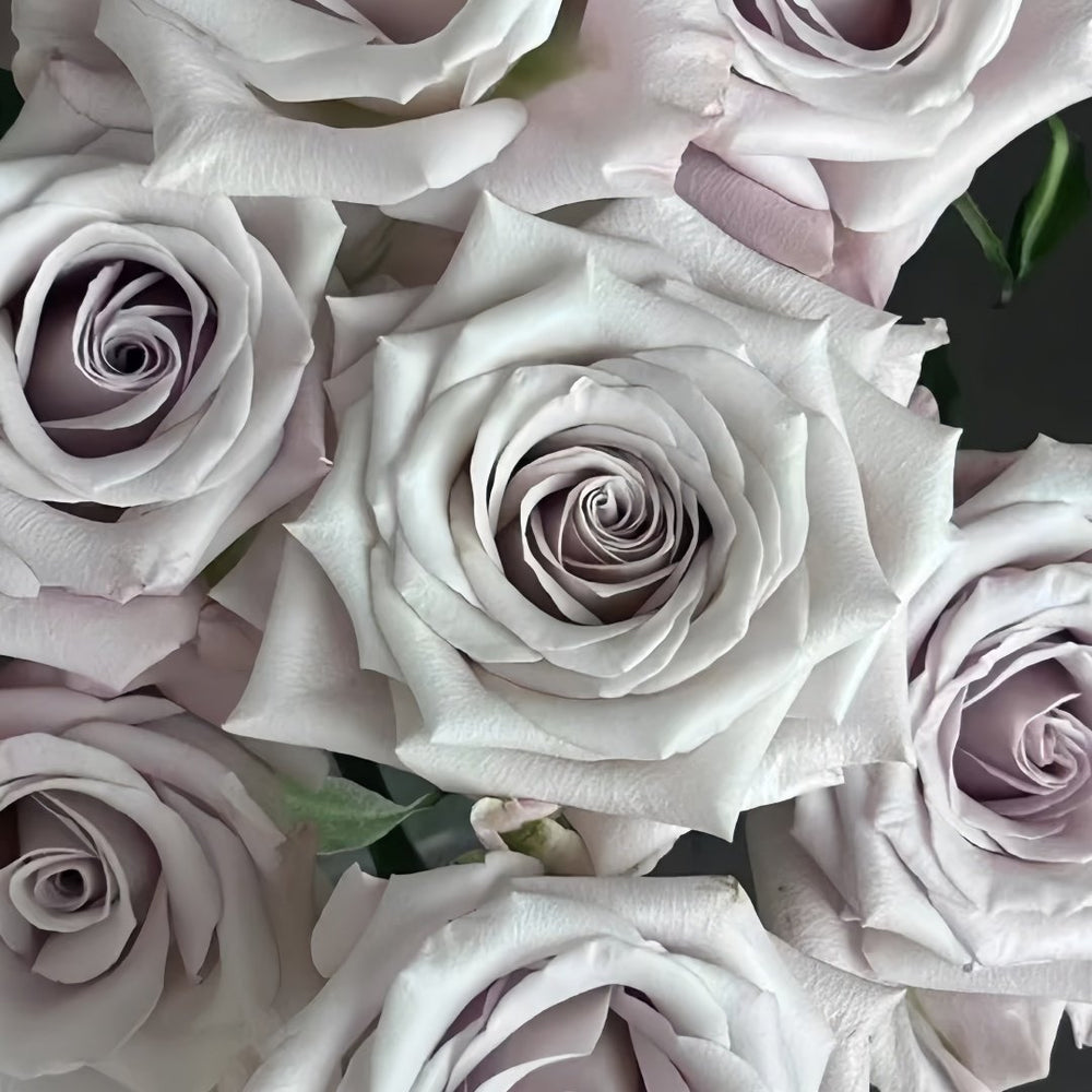 Menta Rose Plant | 曼塔 image 7