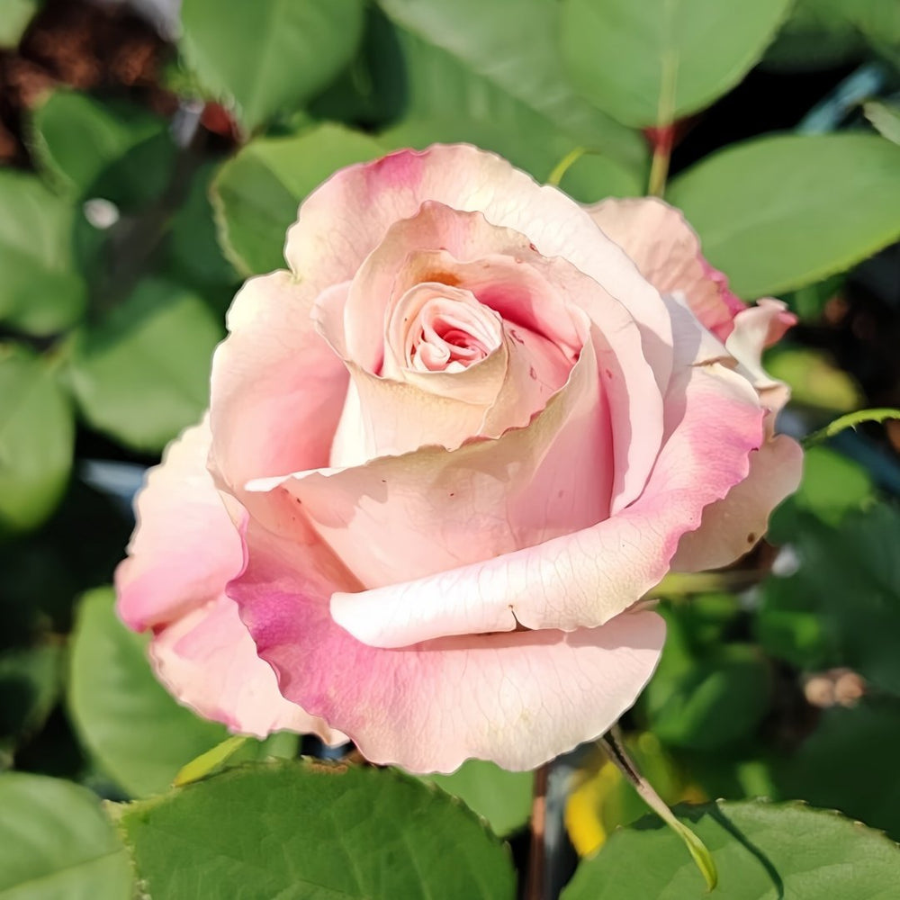 Candy Horizon Rose Plant｜糖果地平线 image 2