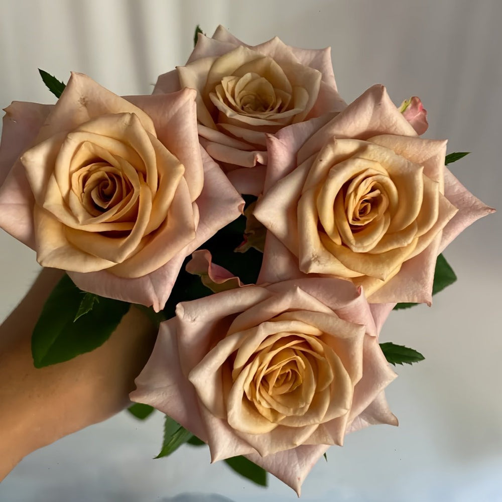 Moon Dust Rose Plant|月光之尘 image 6