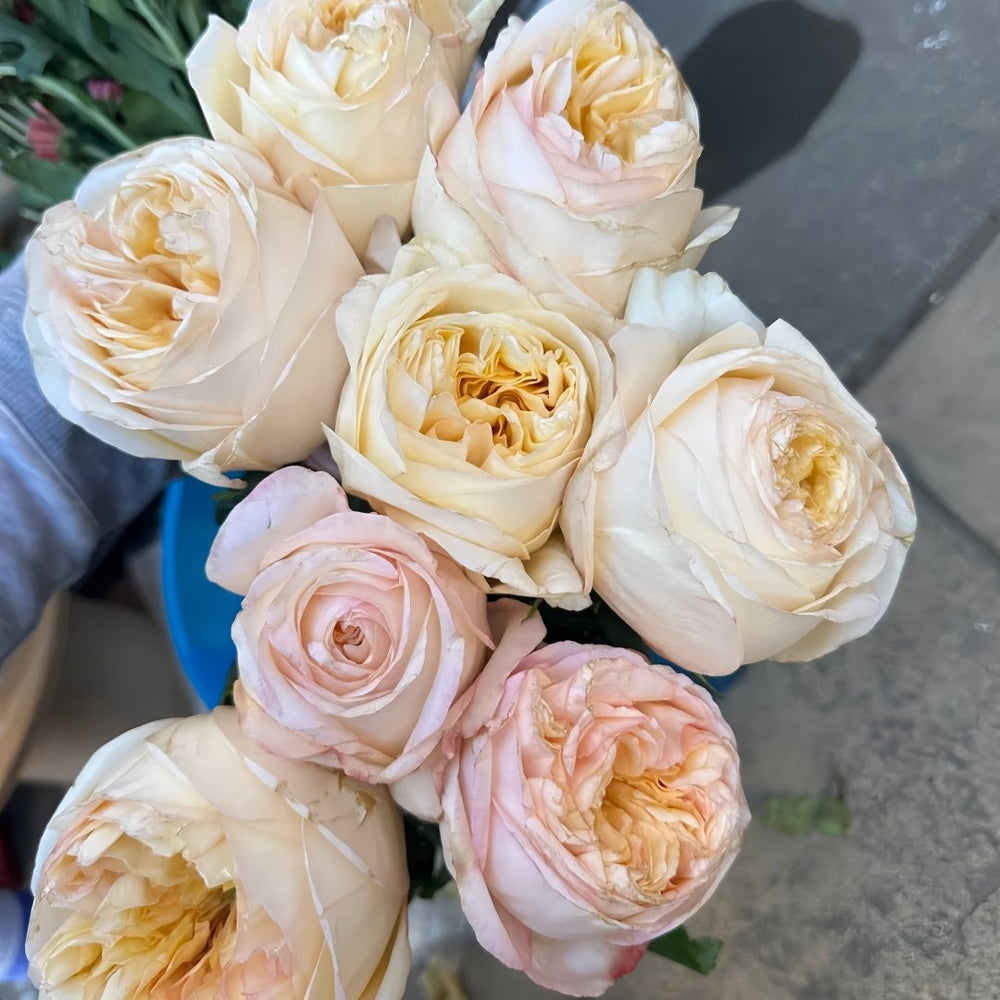 Cream X-Pression Rose Plant｜奶油激情 image 4