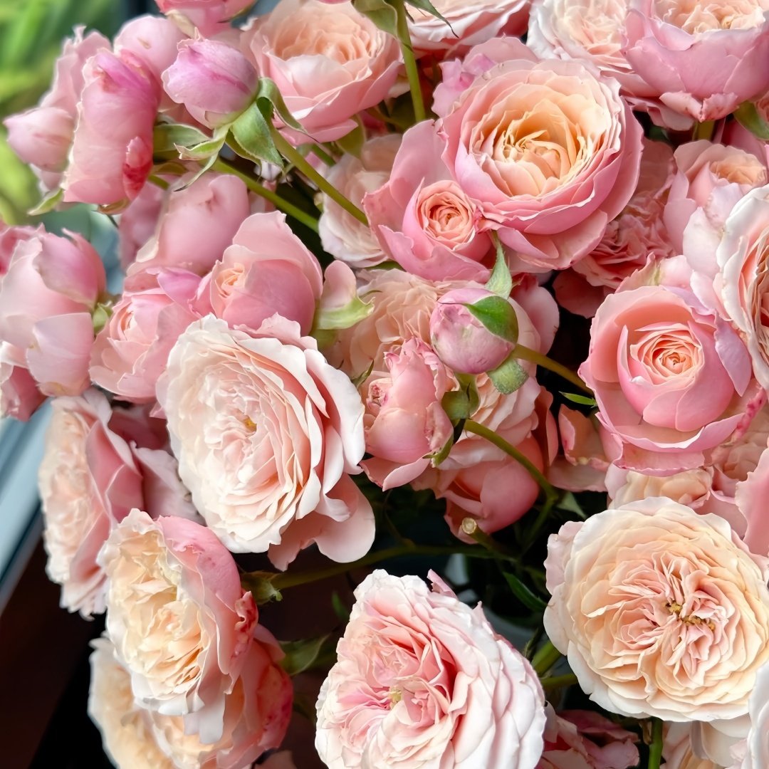 Lirica Rose Plant|丽丽卡 image 5