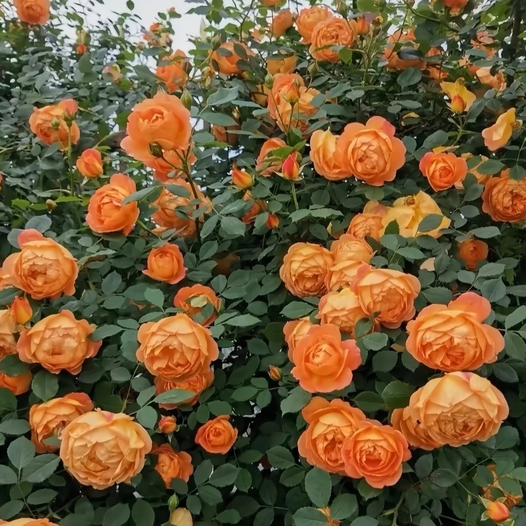 Lady Of Shalott Rose Plant | 夏洛特夫人 image 7