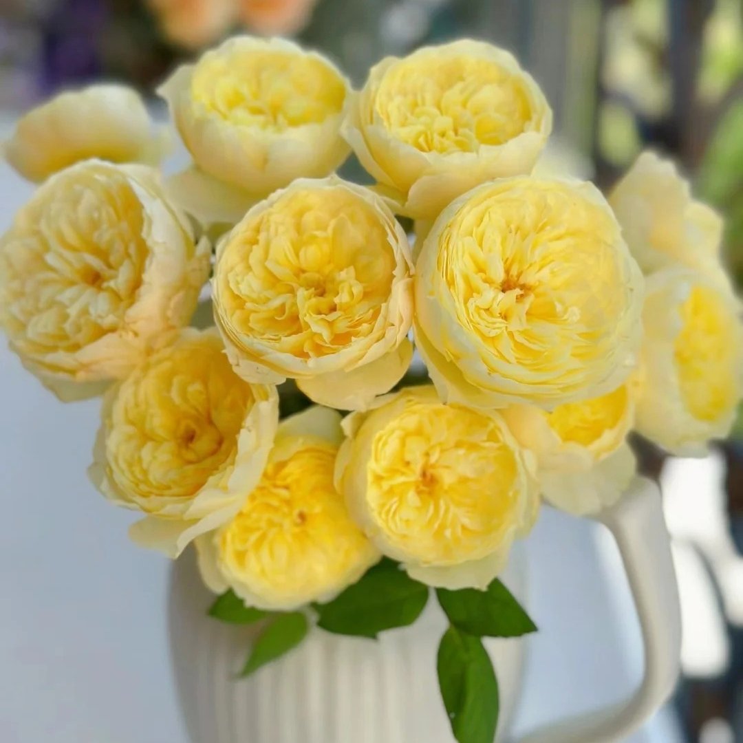Bird Chirp Rose Plant|雀啾 image 10