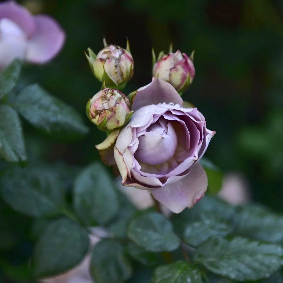 Solfa Rose Plant|索尔法 image 5