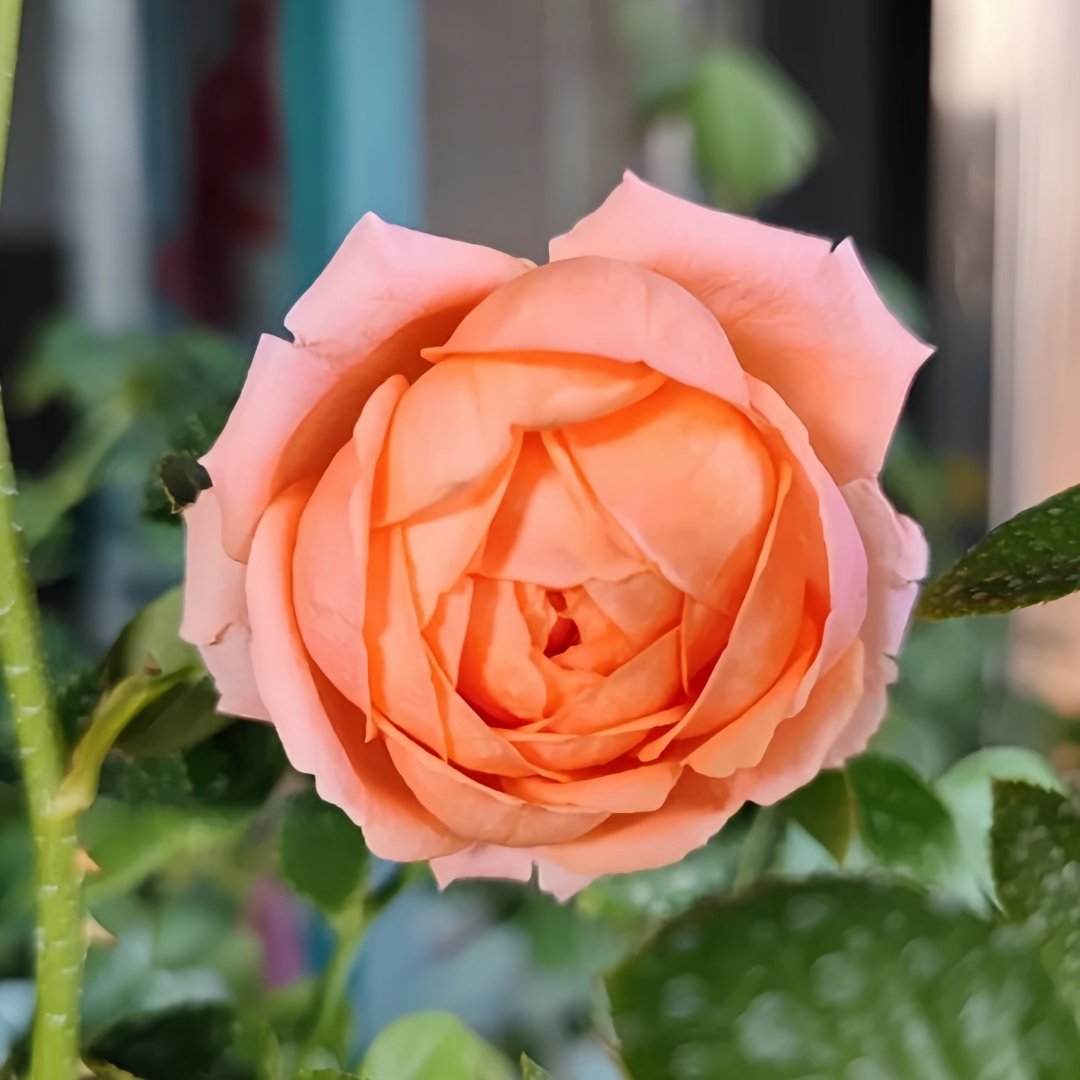 Yuge Rose Plant｜渔歌 image 1