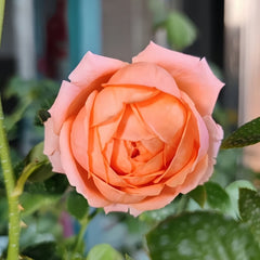 Yuge Rose Plant｜渔歌 image 1