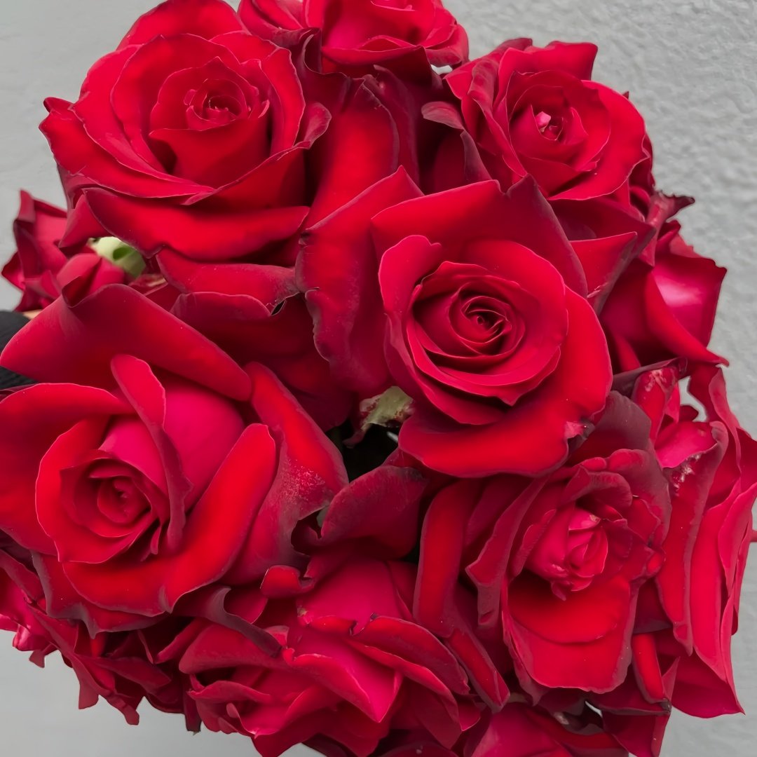 Carola Rose Plant｜卡罗拉 image 9