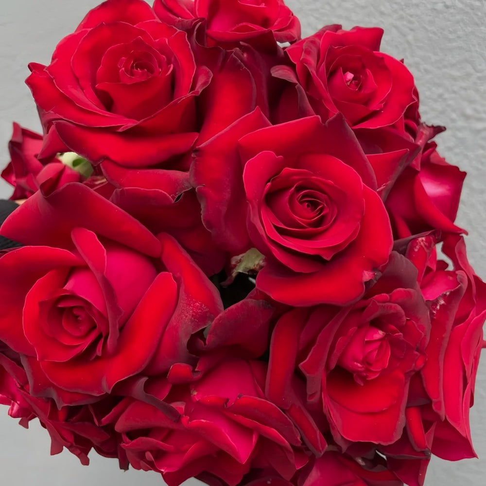 Carola Rose Plant｜卡罗拉 image 9