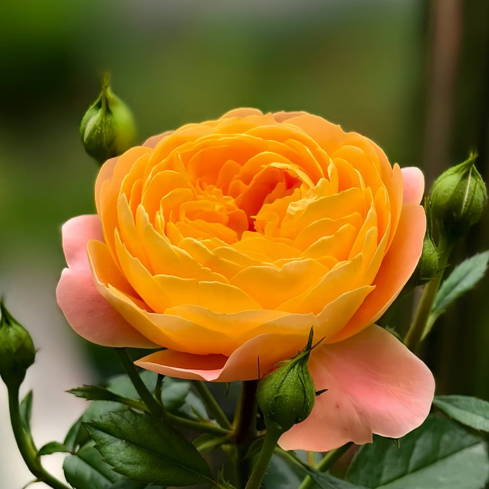 Juicy Terrazza Rose Plant|果汁阳台 image 2