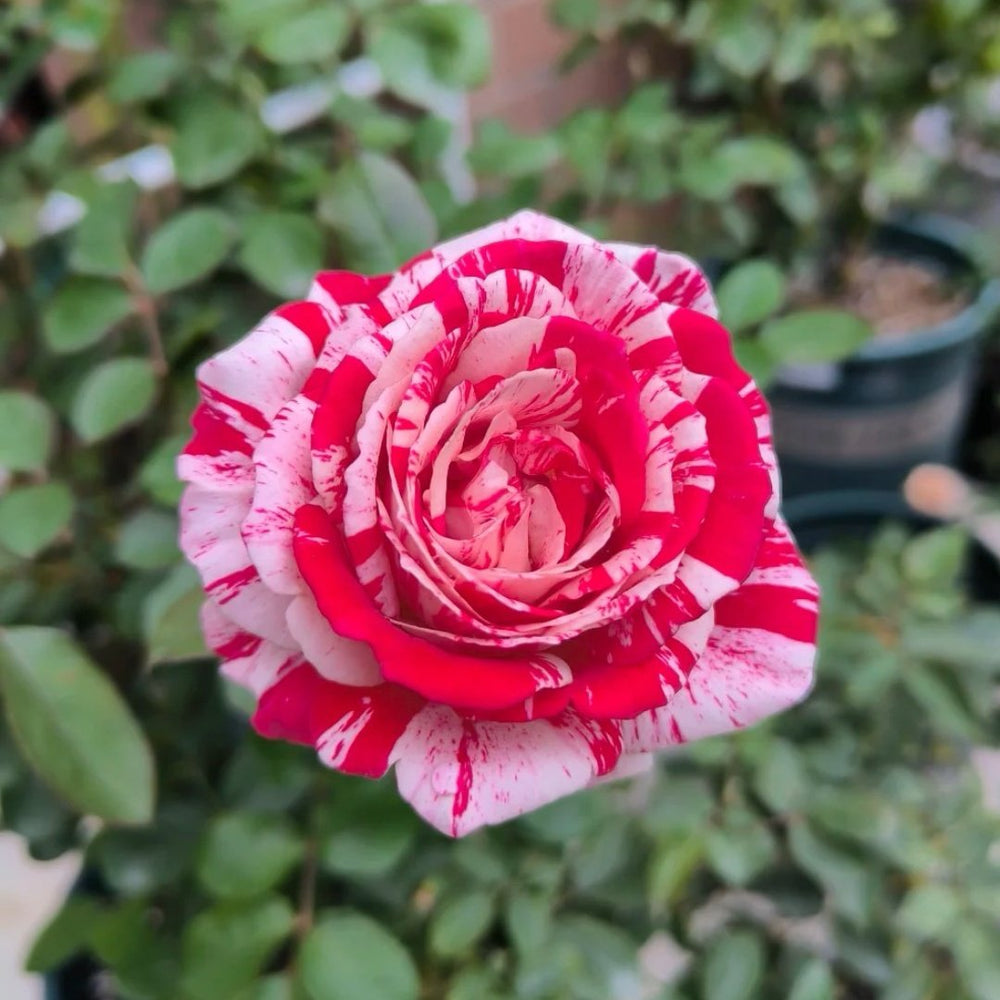 Lady Candle Rose Plant|雪花肥牛 image 1