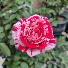 Lady Candle Rose Plant|雪花肥牛 image 1