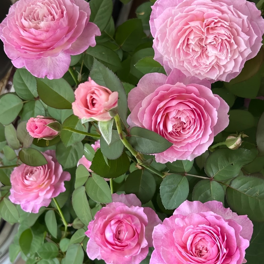 Xingyuan Xueqing Rose Plant | 杏苑雪晴 image 7