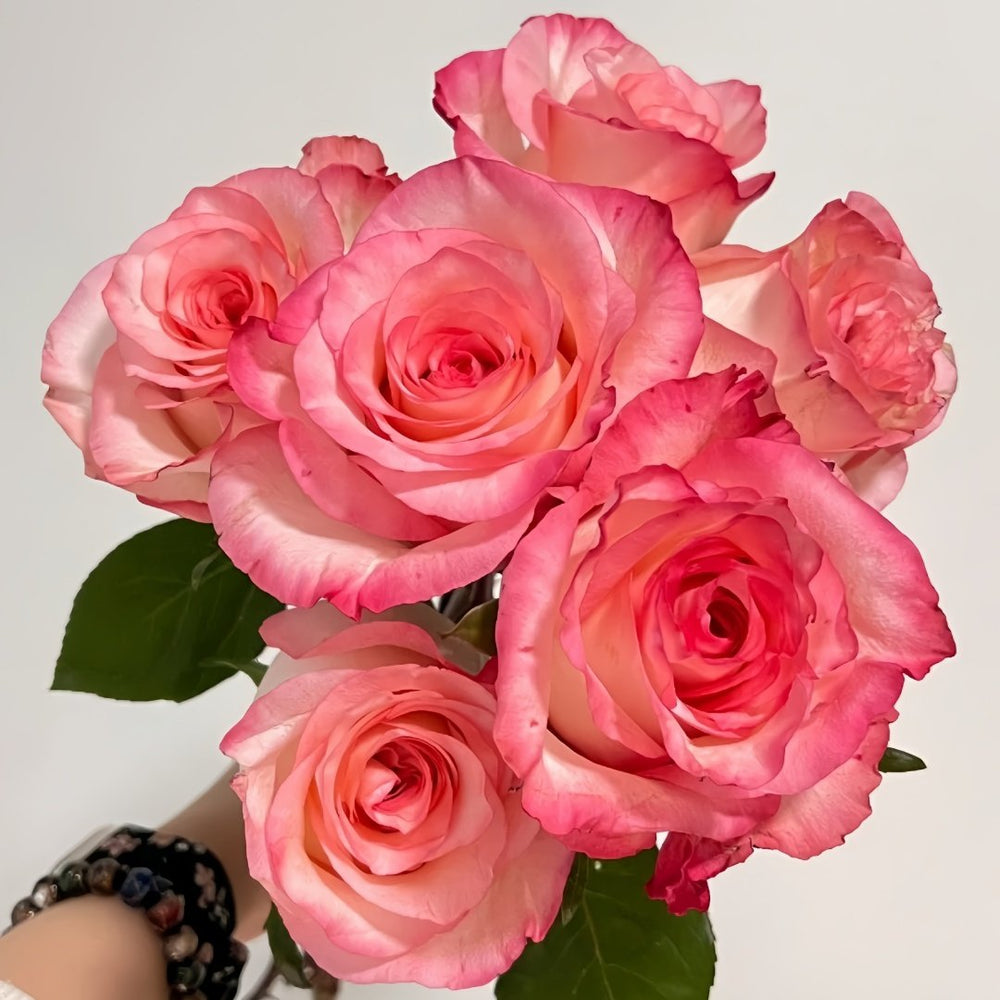 Wu Mei Niang Rose Plant｜武媚娘 image 5