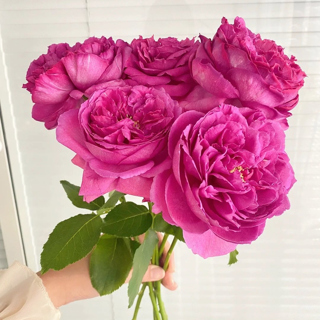 Yves Piaget Rose Plant|伊芙伯爵 image 2