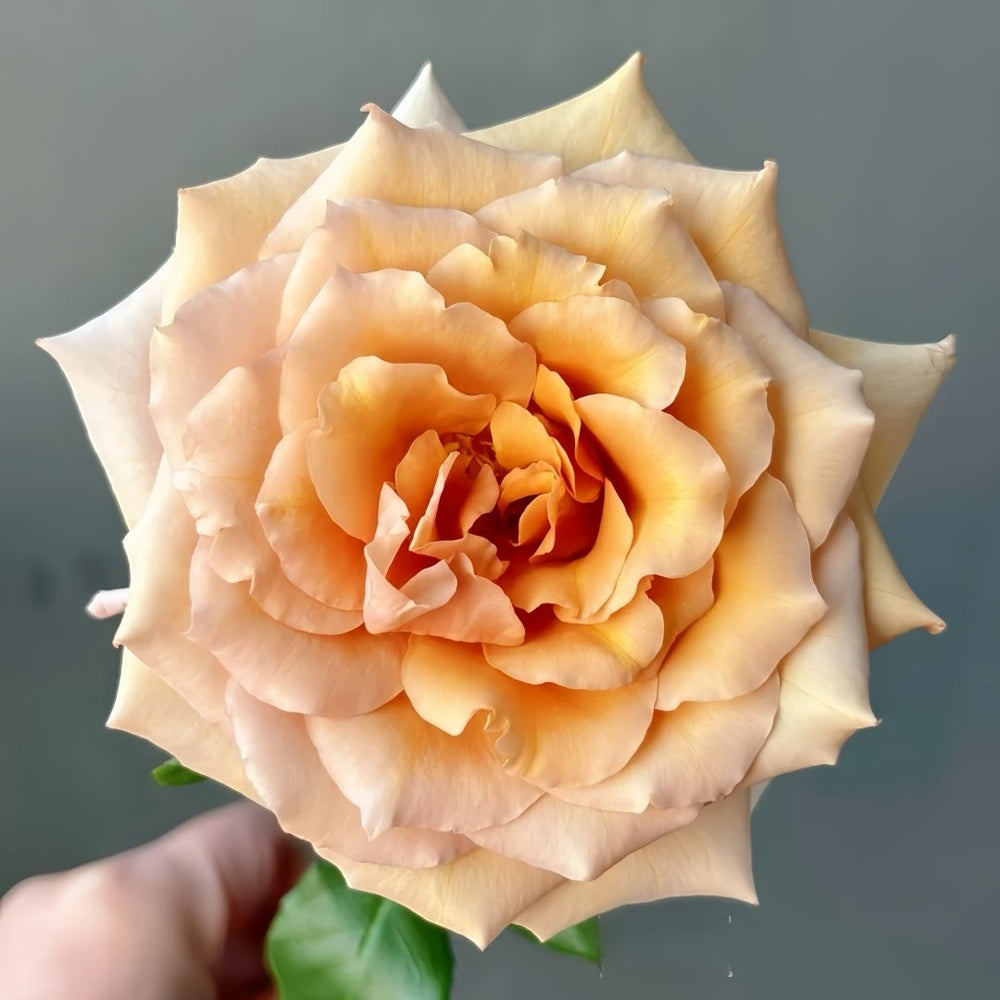 Tresor Rose Plant｜珍爱之宝 image 1