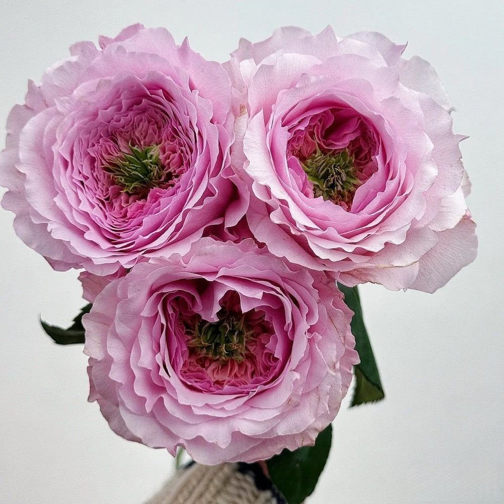 Serendipity Rose Plant | 机缘巧合 image 1