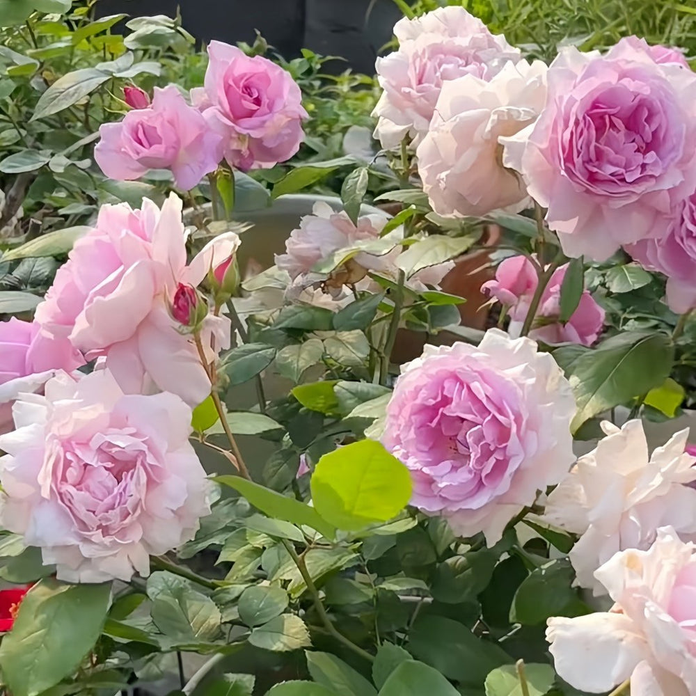 Yumeka Rose Plant｜梦香 image 6