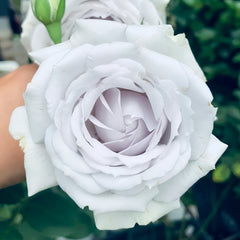 Porte Bleue Rose Plant|蓝色之门 image 1