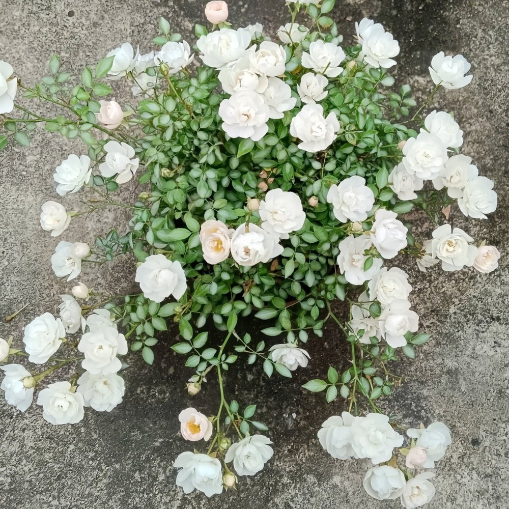Yukihime Rose Plant｜雪姬 image 4