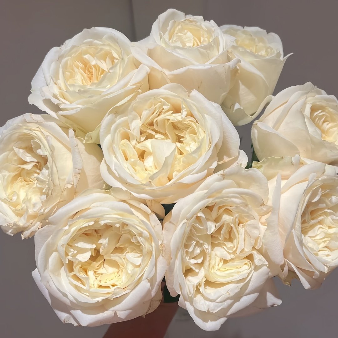 Blanche Elegance Rose Plant|白荣耀 image 7