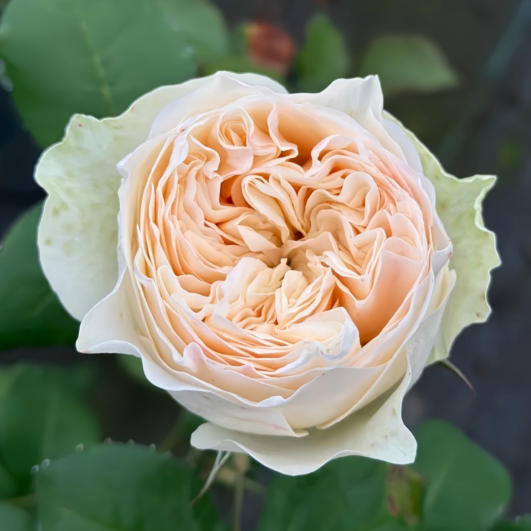 Royal Romance Rose Plant｜皇家浪漫 image 1