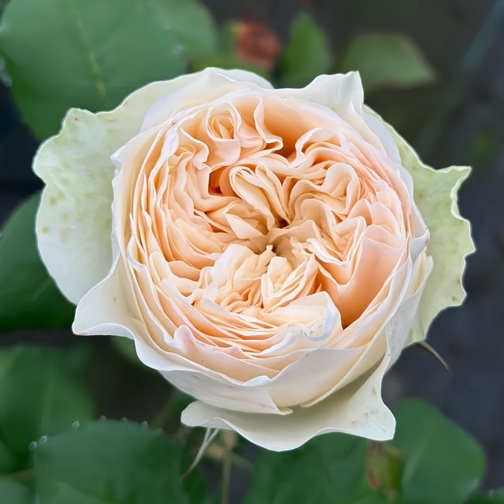 Royal Romance Rose Plant｜皇家浪漫 image 1