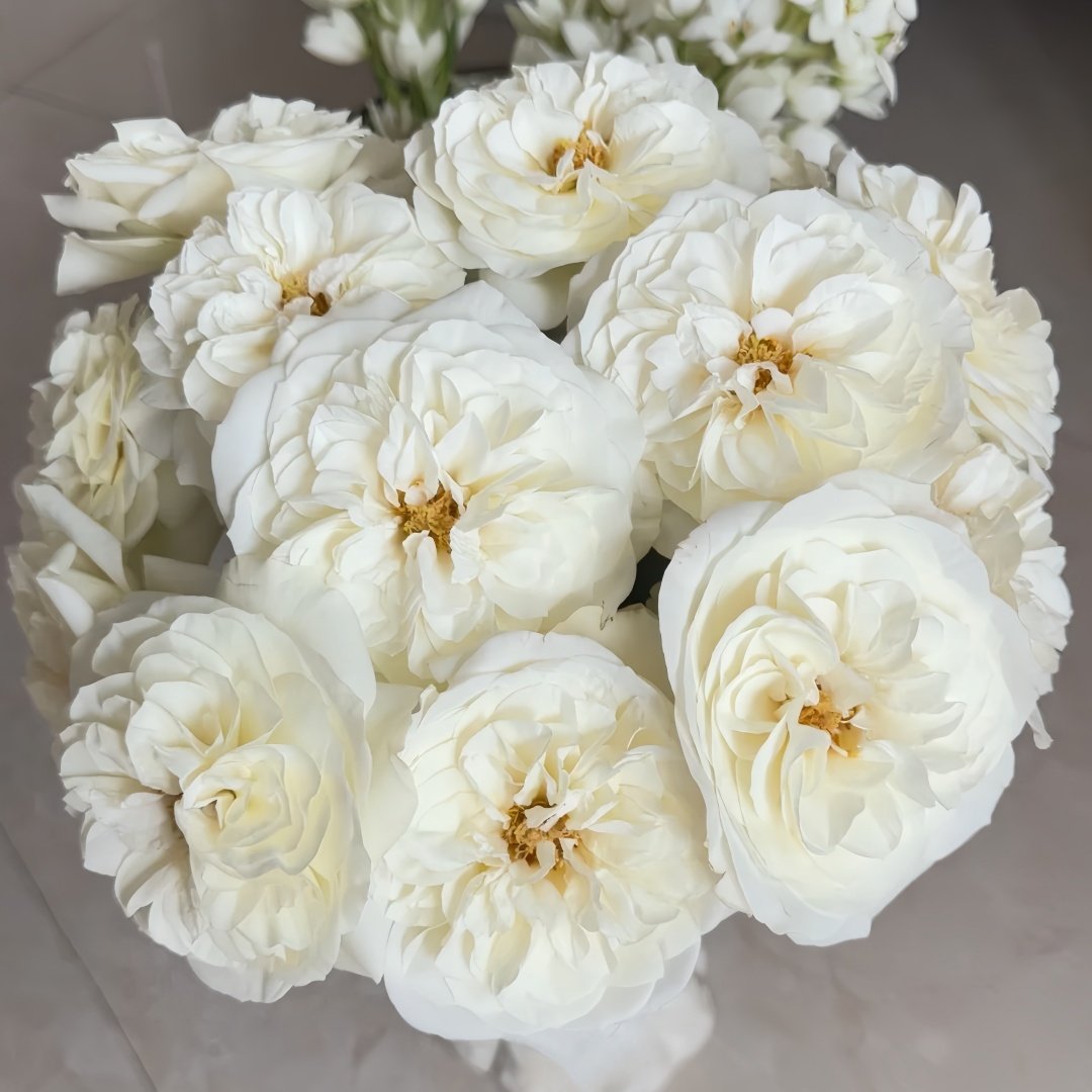 Royal Park Rose Plant｜皇家园林 image 9