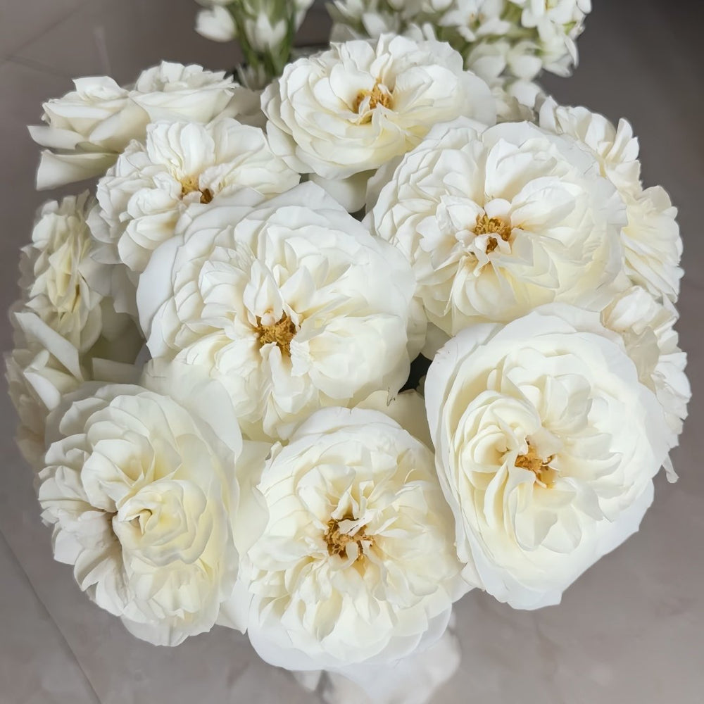 Royal Park Rose Plant｜皇家园林 image 9