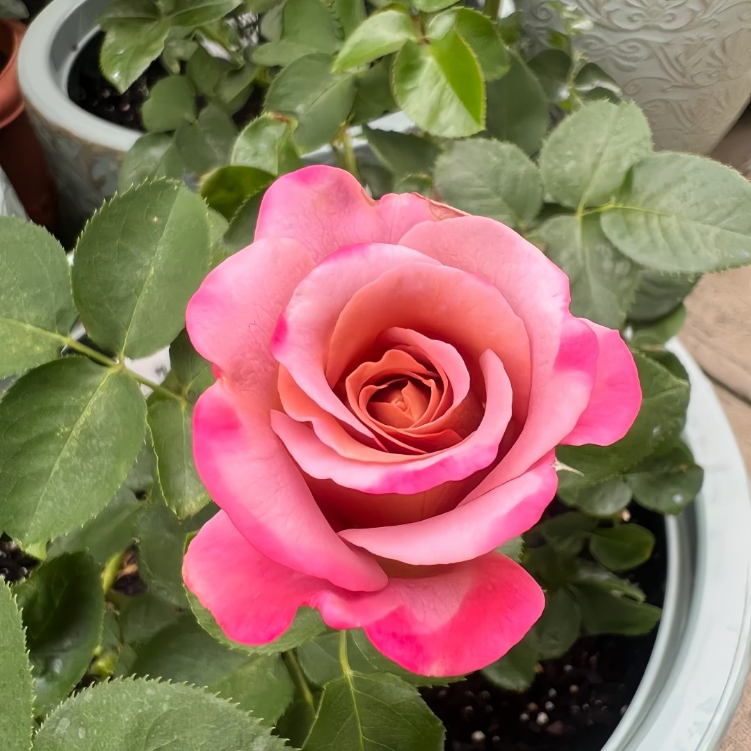 Drape Rose Plant｜帷幕 image 3