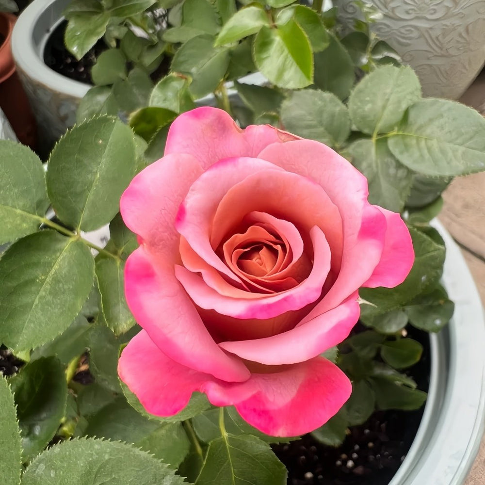 Drape Rose Plant｜帷幕 image 3