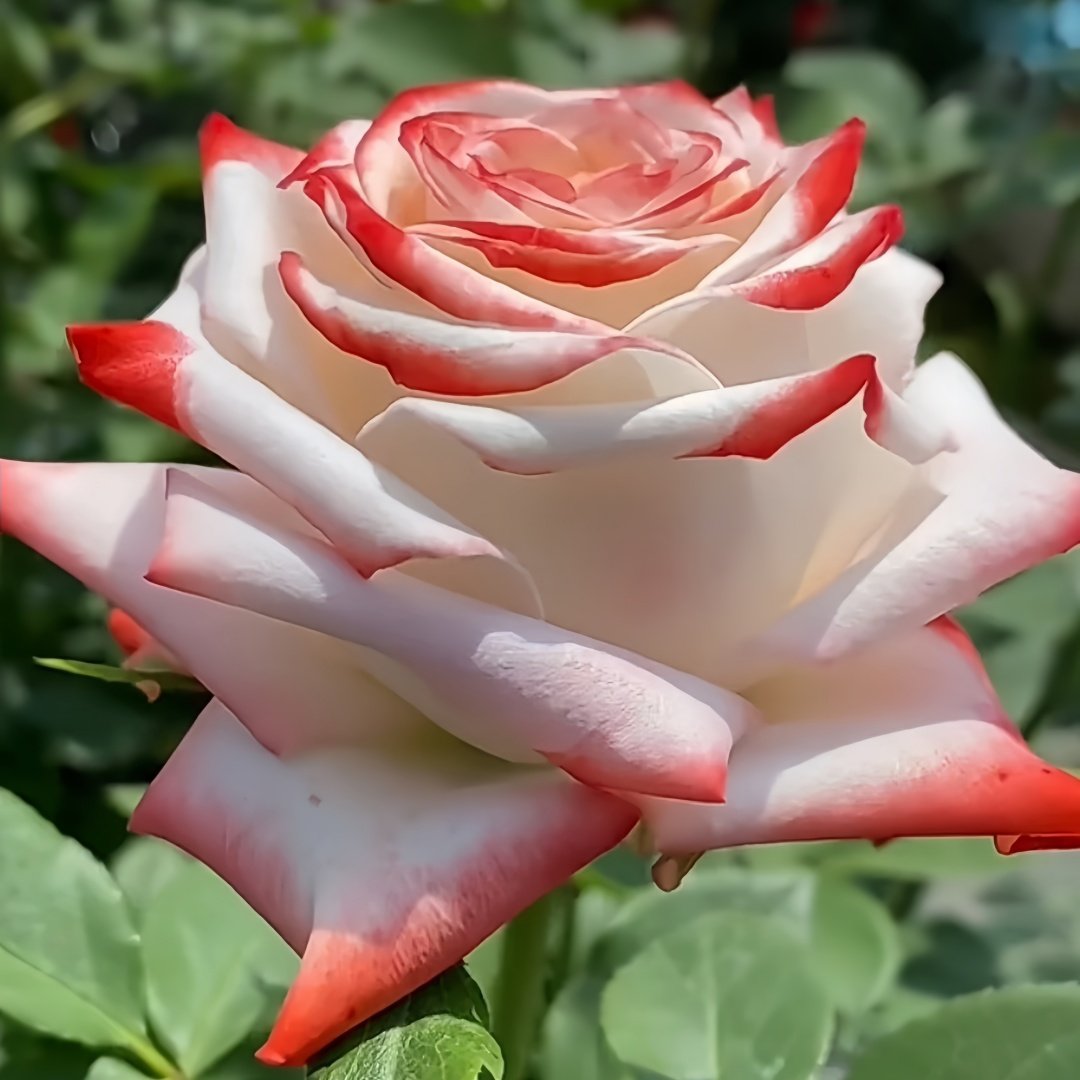 Imperatrice Farah Rose Plant | 法拉皇后 image 2