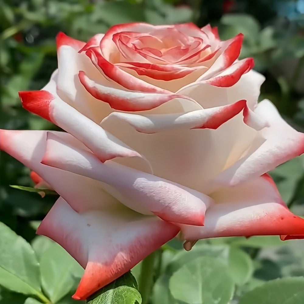 Imperatrice Farah Rose Plant | 法拉皇后 image 2