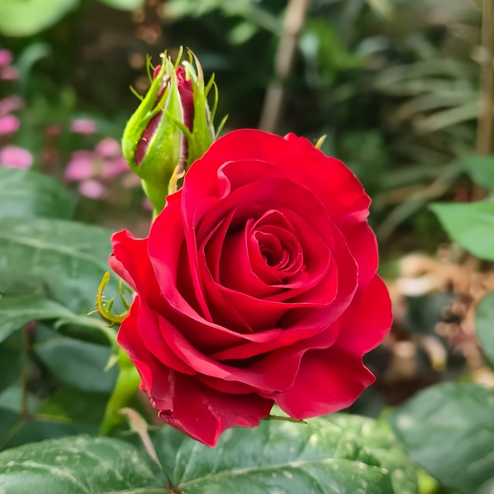 Plateau Red Rose Plant｜高原红 image 1