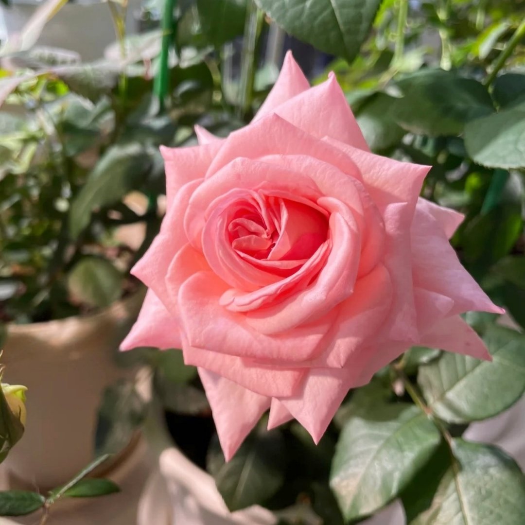 Pink ohara Rose Plant|粉哈娜 image 5