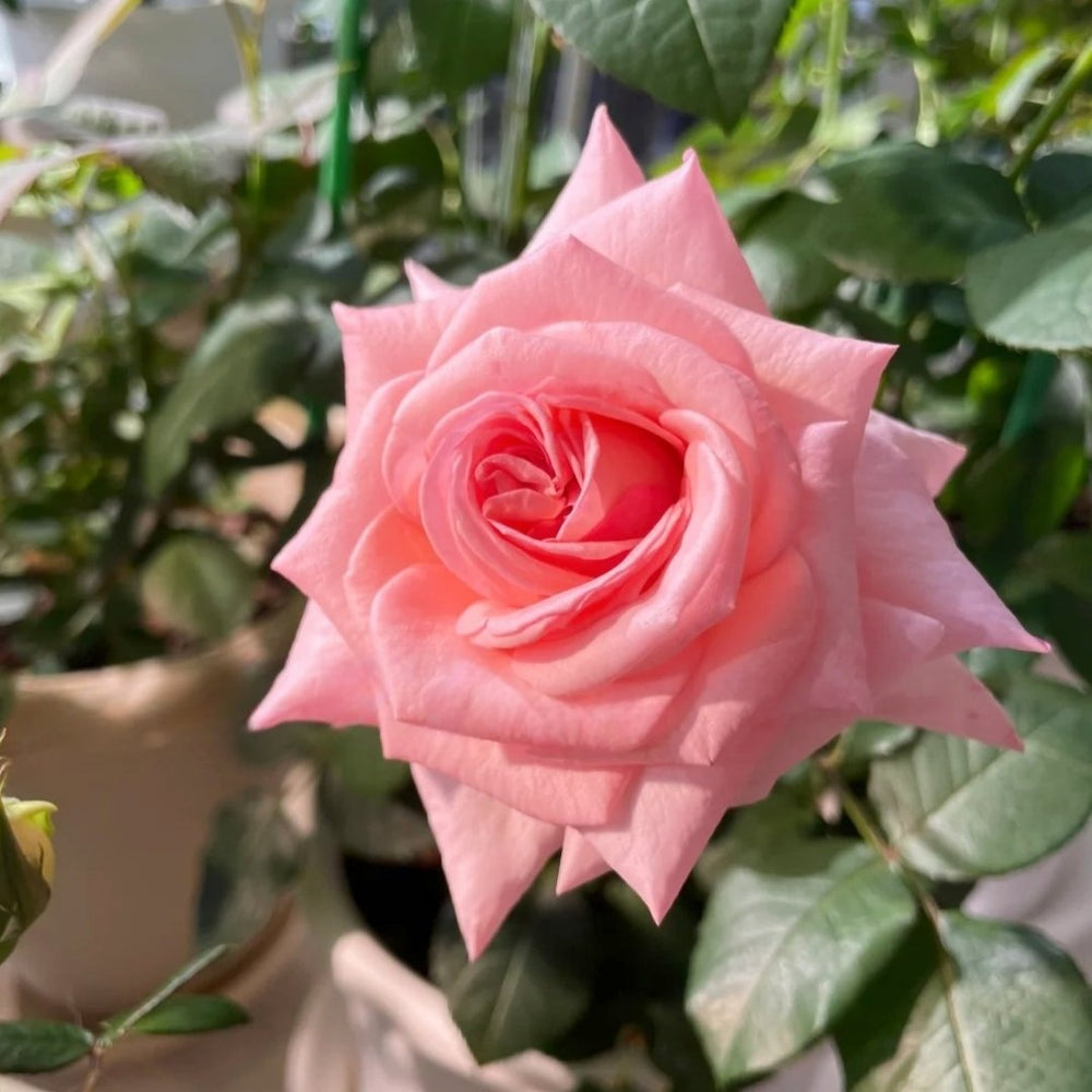 Pink ohara Rose Plant|粉哈娜 image 5