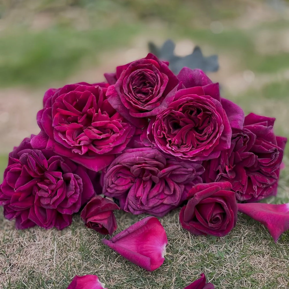 Black Perfumella Rose|暗香 image 9