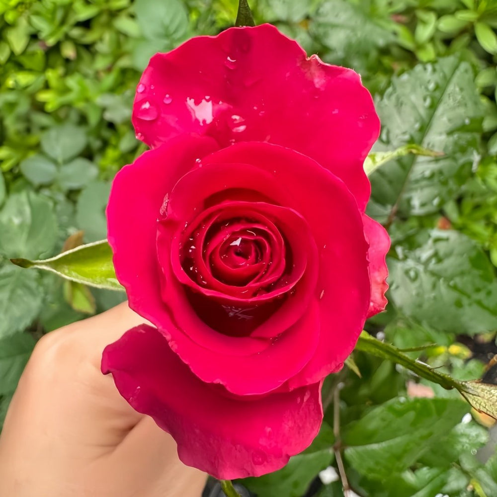 Gotcha Rose Plant|高盛/高胜 image 6
