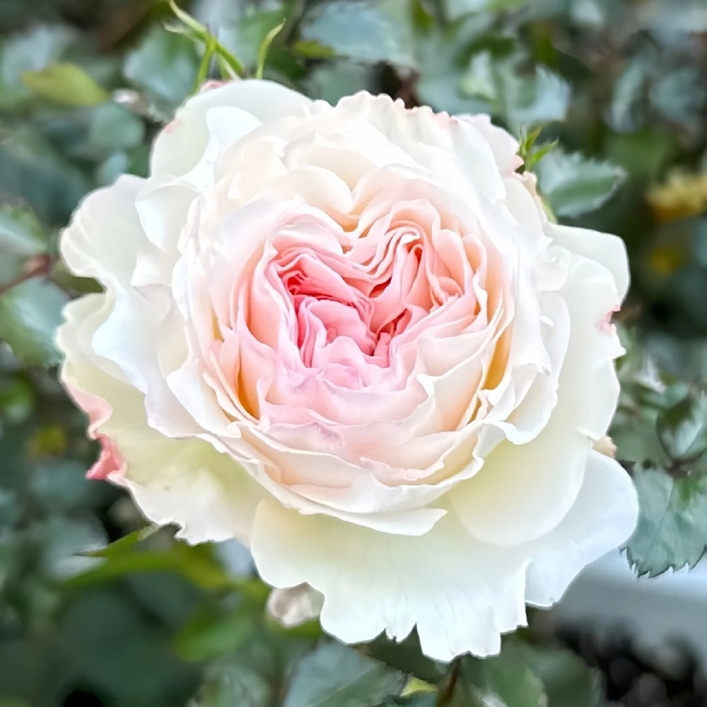 Keira Rose Plant|凯拉玫瑰 image 3