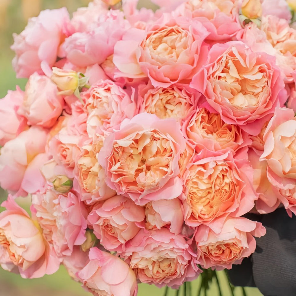 JinYan Rose Plant | 锦嫣 image 9