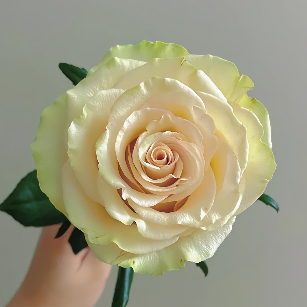 Dynamic Rose Plant|琉璃翠 image 2